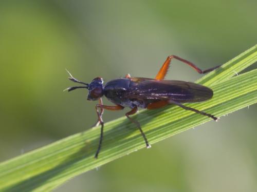 Réf. 249 865 : Sepedon sphegea